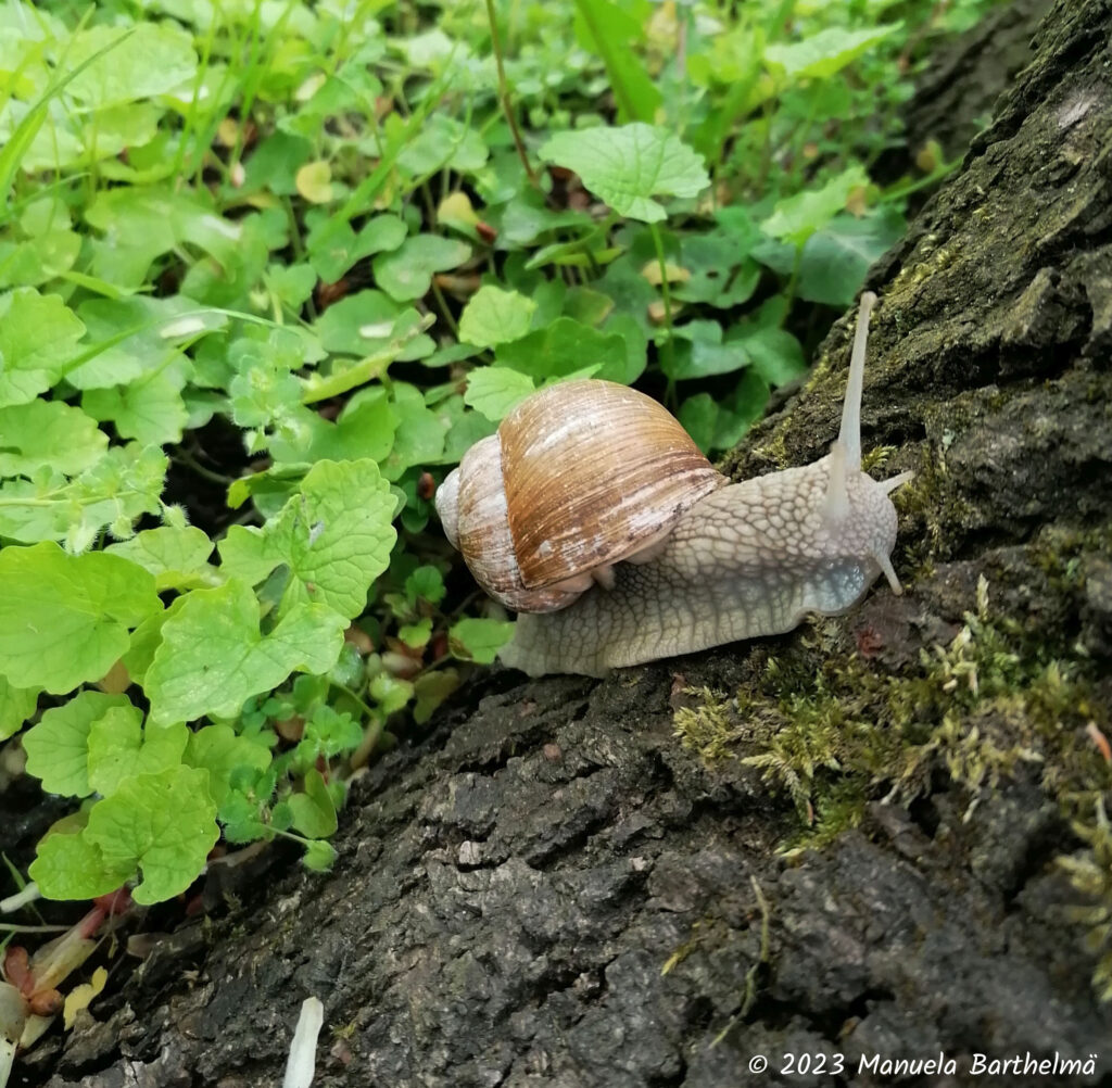 Schnecke